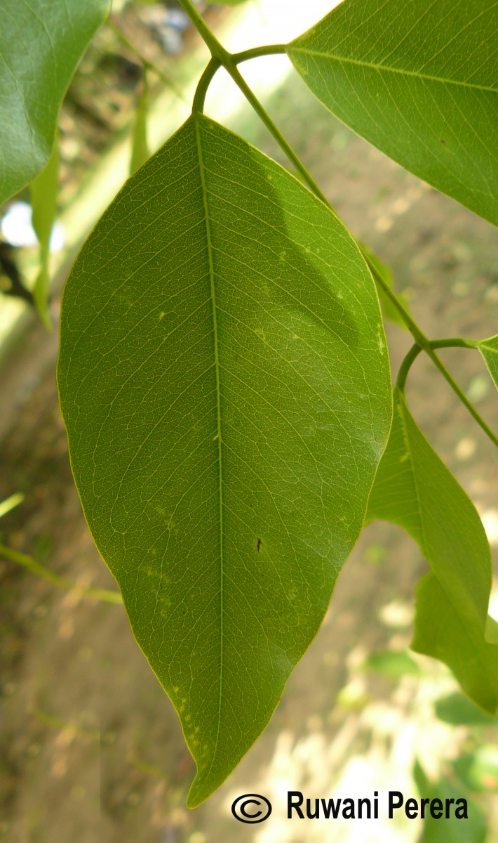 Cassia fistula L.